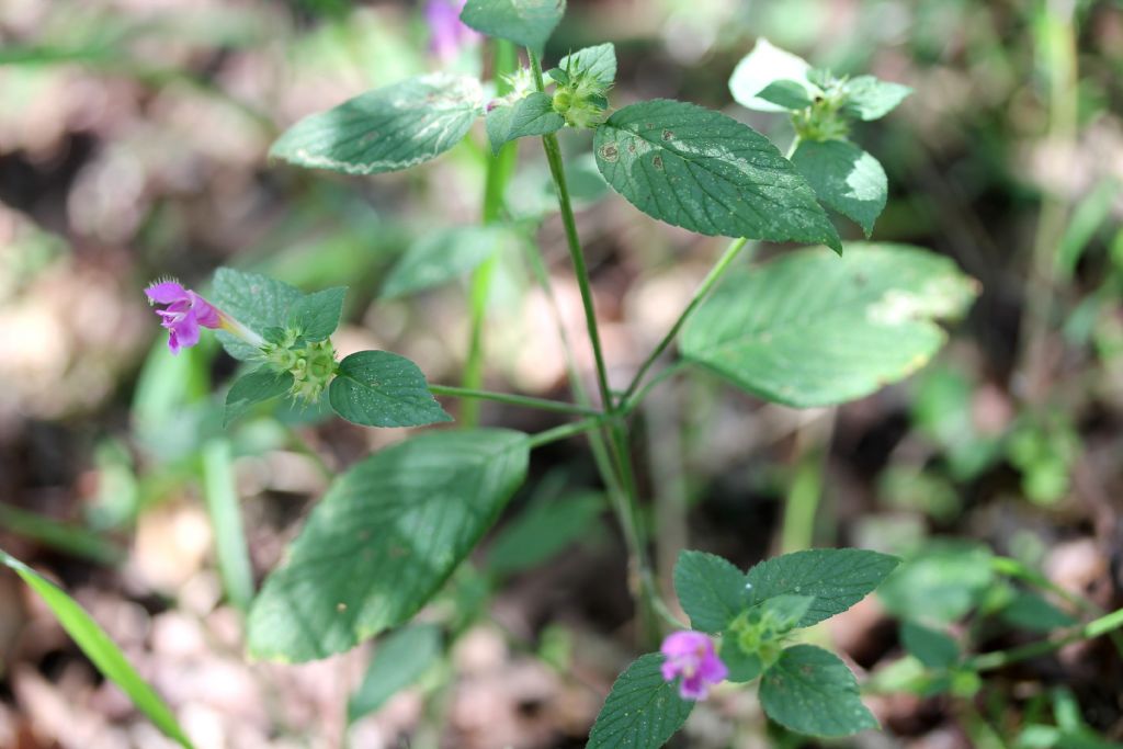 Galeopsis pubescens?